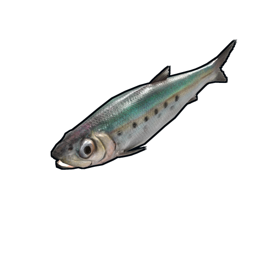 fish.sardine