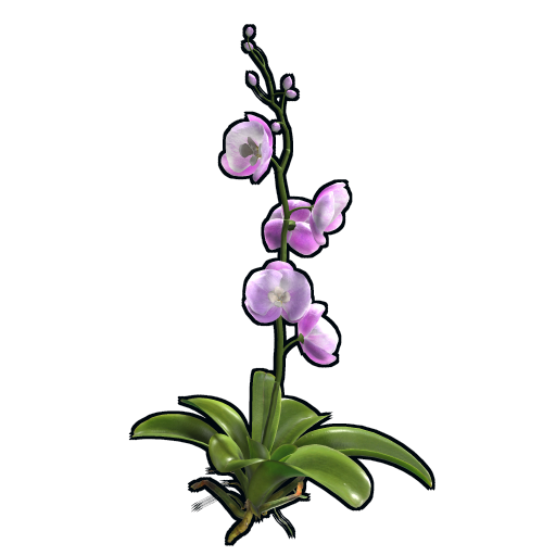 Orchidee